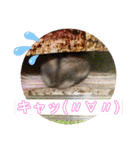 はむすきー（個別スタンプ：21）