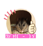はむすきー（個別スタンプ：24）
