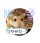 はむすきー（個別スタンプ：28）