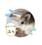 はむすきー（個別スタンプ：30）