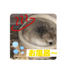 はむすきー（個別スタンプ：32）