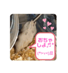 はむすきー（個別スタンプ：39）