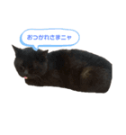 ねこちゃんの写真スタンプパート1（個別スタンプ：1）