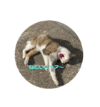 ねこちゃんの写真スタンプパート1（個別スタンプ：2）