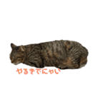ねこちゃんの写真スタンプパート1（個別スタンプ：3）
