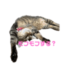 ねこちゃんの写真スタンプパート1（個別スタンプ：4）