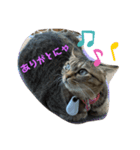 ねこちゃんの写真スタンプパート1（個別スタンプ：6）