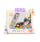 白ねこのみるくとここあ（個別スタンプ：1）