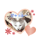 白ねこのみるくとここあ（個別スタンプ：2）