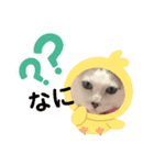 白ねこのみるくとここあ（個別スタンプ：4）