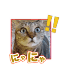 にゃにゃステッカー（個別スタンプ：1）