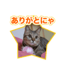 にゃにゃステッカー（個別スタンプ：3）