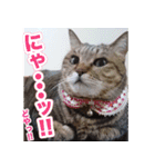 にゃにゃステッカー（個別スタンプ：4）