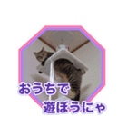 にゃにゃステッカー（個別スタンプ：7）