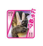 にゃにゃステッカー（個別スタンプ：8）