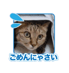 にゃにゃステッカー（個別スタンプ：9）