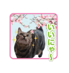 にゃにゃステッカー（個別スタンプ：10）