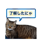 にゃにゃステッカー（個別スタンプ：12）