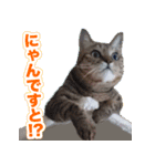 にゃにゃステッカー（個別スタンプ：13）