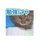 にゃにゃステッカー（個別スタンプ：14）