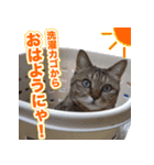 にゃにゃステッカー（個別スタンプ：15）