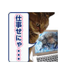 にゃにゃステッカー（個別スタンプ：16）