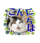 メインクーンの丁寧なあいさつ（デカ文字）（個別スタンプ：1）