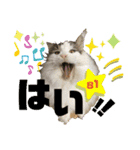 メインクーンの丁寧なあいさつ（デカ文字）（個別スタンプ：3）