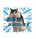 メインクーンの丁寧なあいさつ（デカ文字）（個別スタンプ：6）