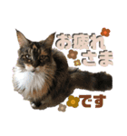 メインクーンの丁寧なあいさつ（デカ文字）（個別スタンプ：7）