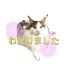 メインクーンの丁寧なあいさつ（デカ文字）（個別スタンプ：8）