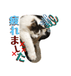 メインクーンの丁寧なあいさつ（デカ文字）（個別スタンプ：9）