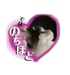メインクーンの丁寧なあいさつ（デカ文字）（個別スタンプ：10）
