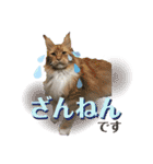 メインクーンの丁寧なあいさつ（デカ文字）（個別スタンプ：11）