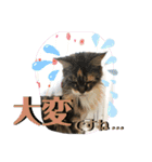 メインクーンの丁寧なあいさつ（デカ文字）（個別スタンプ：12）