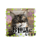 メインクーンの丁寧なあいさつ（デカ文字）（個別スタンプ：13）