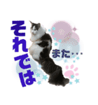 メインクーンの丁寧なあいさつ（デカ文字）（個別スタンプ：14）