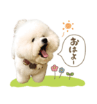 ビションフリーゼ♡てったマンver①（個別スタンプ：1）