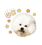ビションフリーゼ♡てったマンver①（個別スタンプ：2）