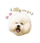 ビションフリーゼ♡てったマンver①（個別スタンプ：3）