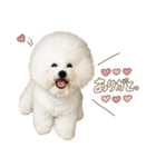 ビションフリーゼ♡てったマンver①（個別スタンプ：4）