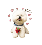 ビションフリーゼ♡てったマンver①（個別スタンプ：5）
