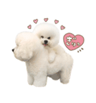 ビションフリーゼ♡てったマンver①（個別スタンプ：10）