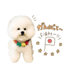 ビションフリーゼ♡てったマンver①（個別スタンプ：11）