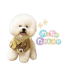 ビションフリーゼ♡てったマンver①（個別スタンプ：12）