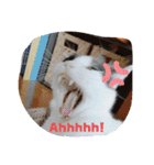 かわいい猫のプッチとみかん5（個別スタンプ：1）