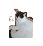 かわいい猫のプッチとみかん5（個別スタンプ：2）