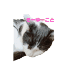 かわいい猫のプッチとみかん5（個別スタンプ：9）