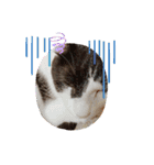 かわいい猫のプッチとみかん5（個別スタンプ：14）