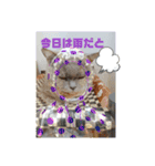 かわいい猫のプッチとみかん5（個別スタンプ：16）